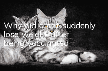 Why did a cat suddenly lose weight after being vaccinated?