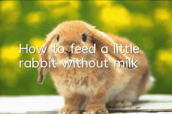 How to feed a little rabbit without milk?