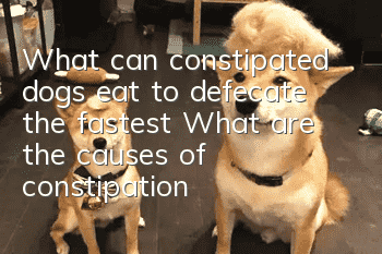 What can constipated dogs eat to defecate the fastest? What are the causes of constipation in dogs?