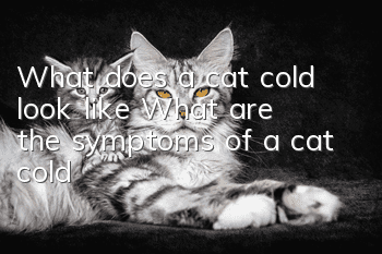 What does a cat cold look like? What are the symptoms of a cat cold?