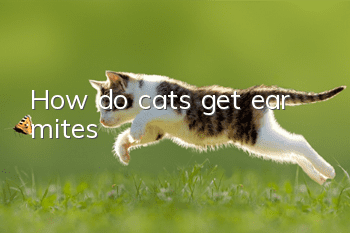 How do cats get ear mites?