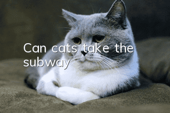 Can cats take the subway?