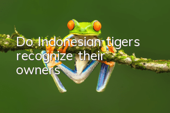 Do Indonesian tigers recognize their owners?