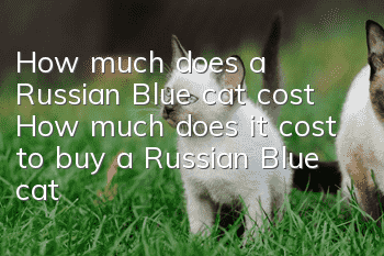 How much does a Russian Blue cat cost? How much does it cost to buy a Russian Blue cat?