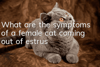 What are the symptoms of a female cat coming out of estrus?