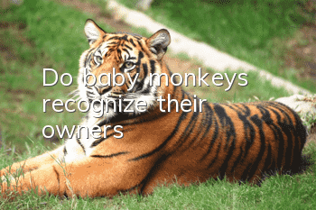 Do baby monkeys recognize their owners?