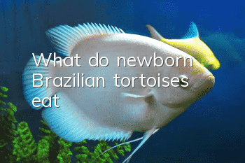 What do newborn Brazilian tortoises eat?