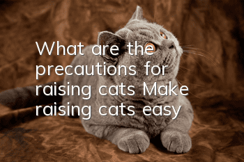 What are the precautions for raising cats? Make raising cats easy!