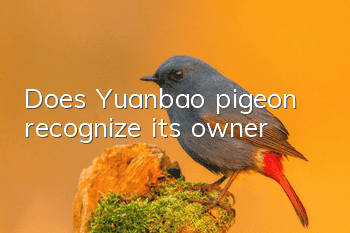 Does Yuanbao pigeon recognize its owner?