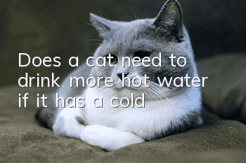 Does a cat need to drink more hot water if it has a cold?