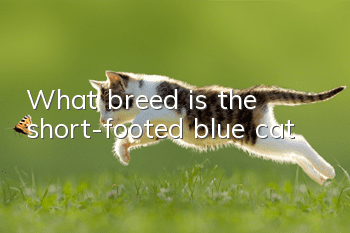 What breed is the short-footed blue cat?