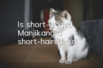 Is short-legged Manjikang a short-haired girl?