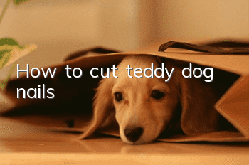 How to cut teddy dog ​​nails