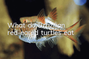 What do Brazilian red-eared turtles eat?