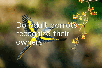 Do adult parrots recognize their owners?