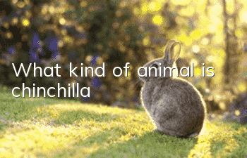 What kind of animal is chinchilla?