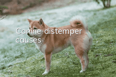 Canine distemper causes