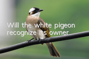 Will the white pigeon recognize its owner?