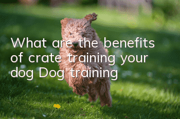 What are the benefits of crate training your dog? Dog training!