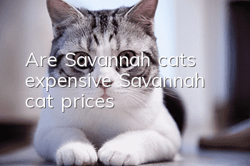 Are Savannah cats expensive? Savannah cat prices!