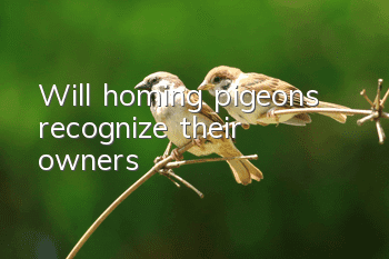 Will homing pigeons recognize their owners?