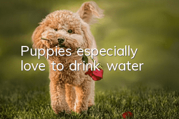 Puppies especially love to drink water