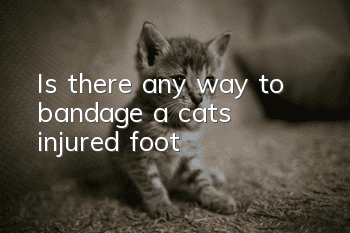 Is there any way to bandage a cat's injured foot?