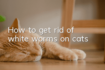 How to get rid of white worms on cats