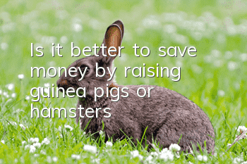 Is it better to save money by raising guinea pigs or hamsters?