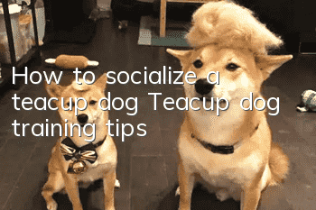 How to socialize a teacup dog? Teacup dog training tips!