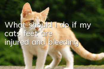 What should I do if my cat’s feet are injured and bleeding?