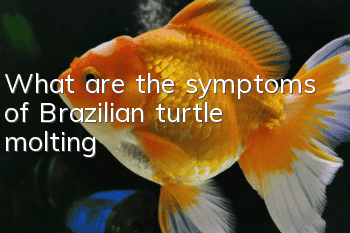 What are the symptoms of Brazilian turtle molting?