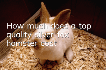 How much does a top quality silver fox hamster cost?