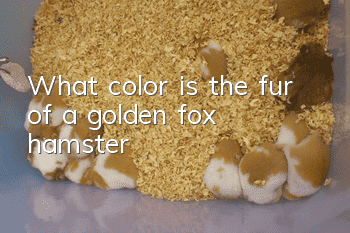 What color is the fur of a golden fox hamster?