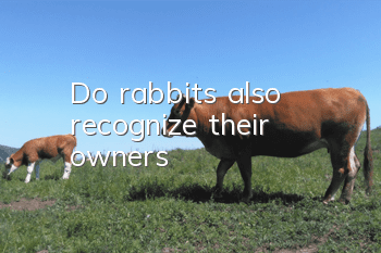 Do rabbits also recognize their owners?