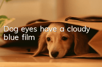 Dog eyes have a cloudy blue film