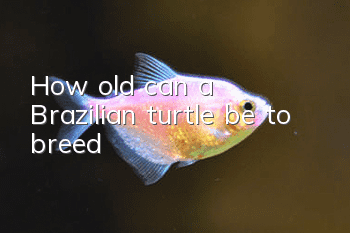 How old can a Brazilian turtle be to breed?