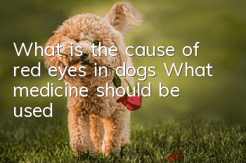 What is the cause of red eyes in dogs? What medicine should be used?