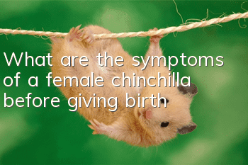 What are the symptoms of a female chinchilla before giving birth?