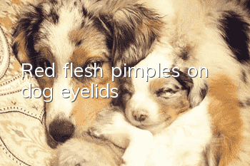 Red flesh pimples on dog eyelids