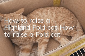 How to raise a Highland Fold cat? How to raise a Fold cat!