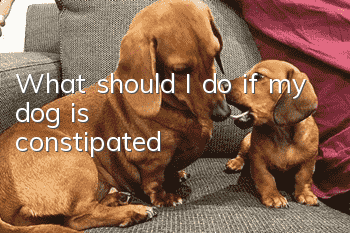 What should I do if my dog ​​is constipated?