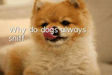 Why do dogs always sniff?