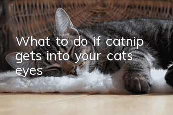 What to do if catnip gets into your cat’s eyes