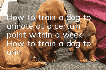 How to train a dog to urinate at a certain point within a week? How to train a dog to urinate at a certain point!