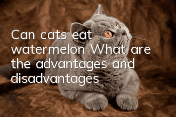 Can cats eat watermelon? What are the advantages and disadvantages?