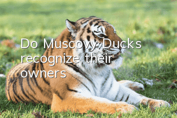 Do Muscovy Ducks recognize their owners?