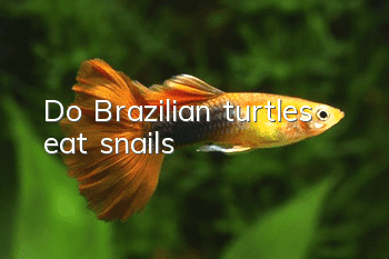 Do Brazilian turtles eat snails?