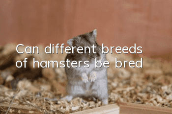 Can different breeds of hamsters be bred?