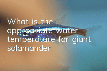 What is the appropriate water temperature for giant salamander?